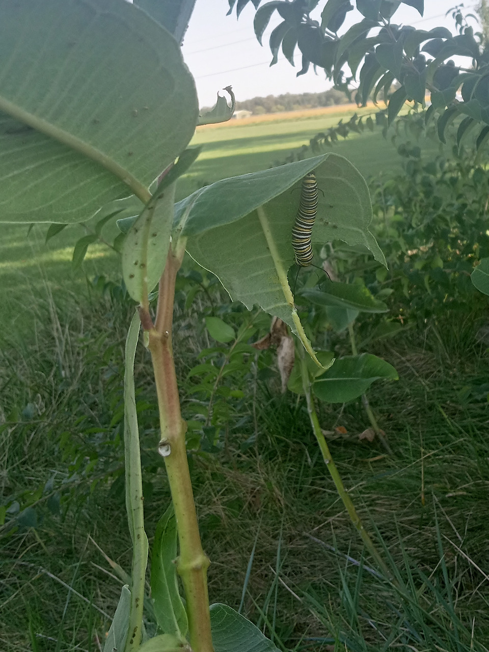 A caterpillar on the underside of a leaf with an open field in the background