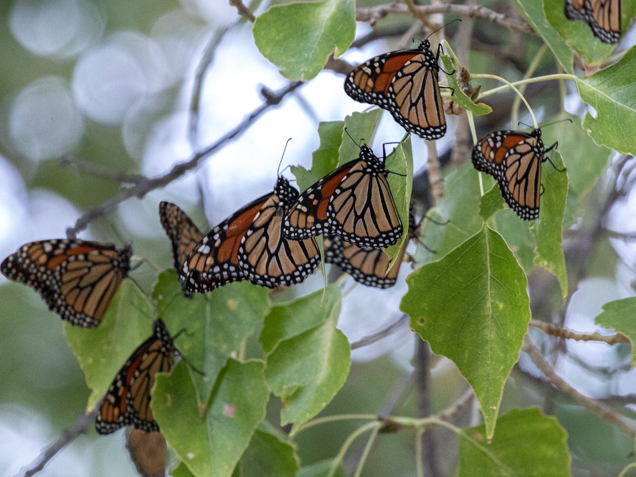 Eight monarchs in a deciduous tree