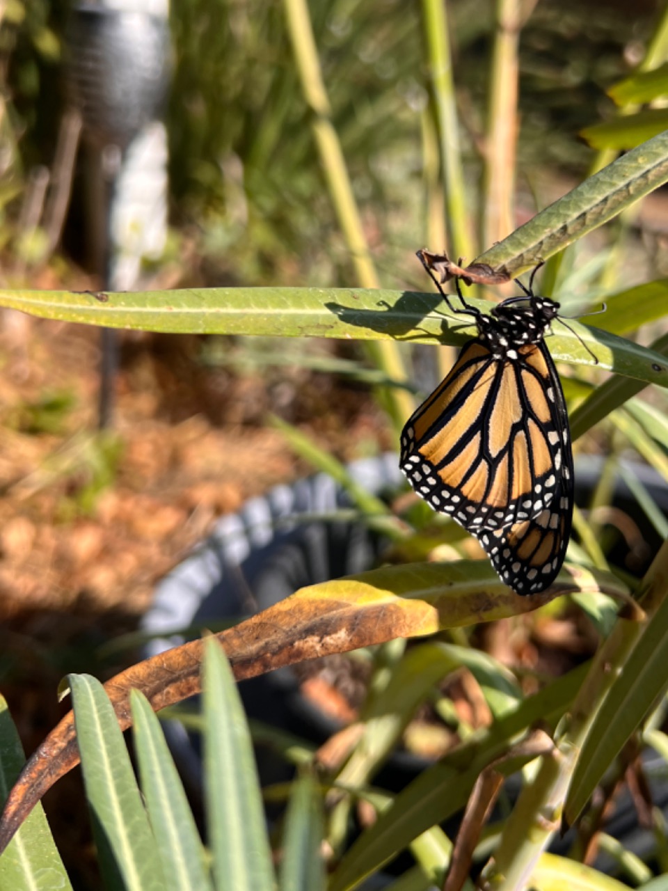 A monarch hangs upside down