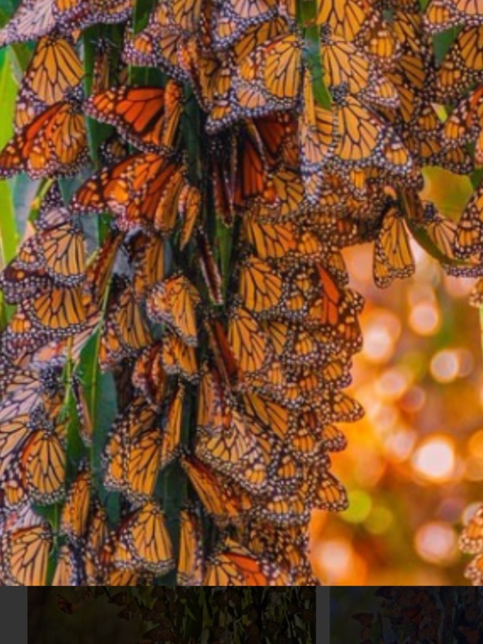 Monarchs clustering in a tight group