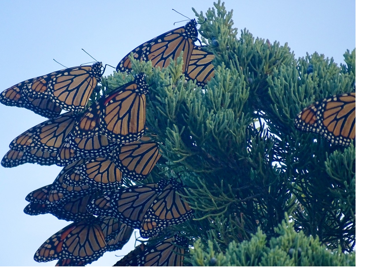 A group of monarchs on the left of the screen roosting in an evergreen tree