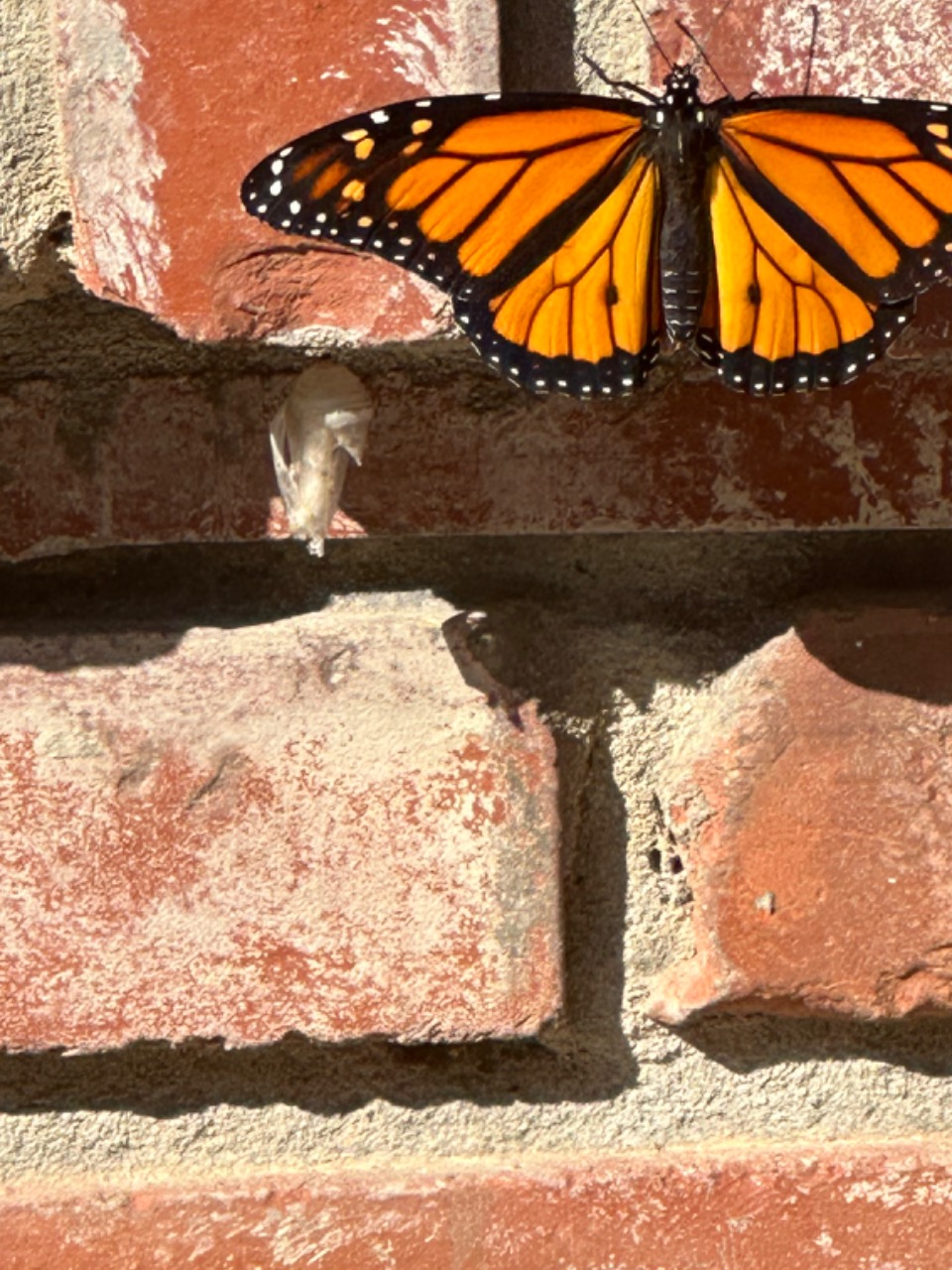 A monarch butterfly on a brick wall, just above a chrysalis from which it emerged