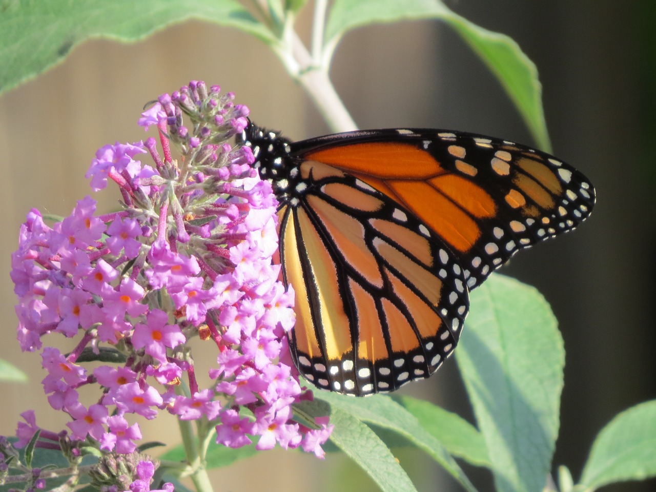 A monarch butterfly up close on a pink butterfly bush