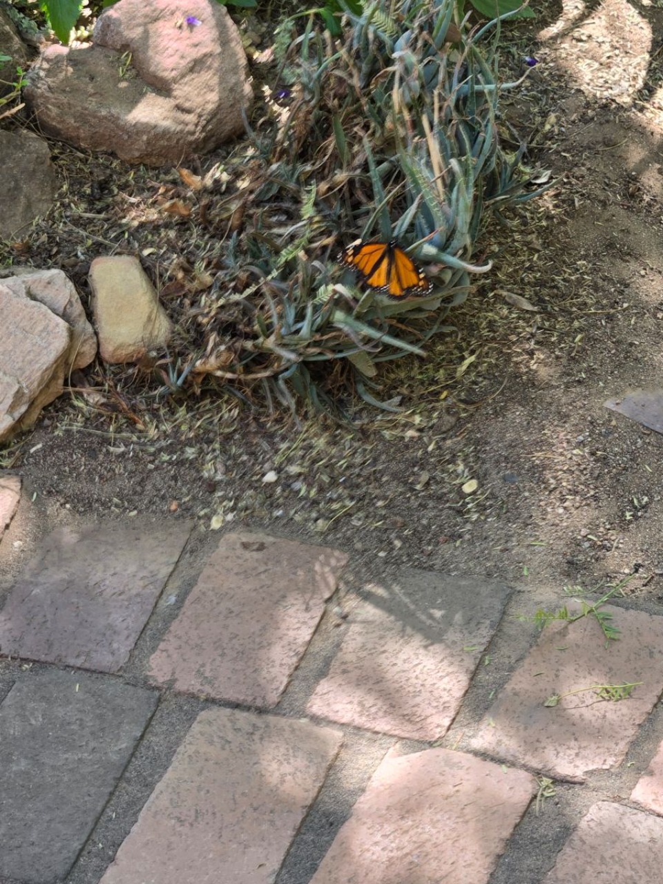 A monarch butterfly photographed from above on a green plant next to a brick walkway