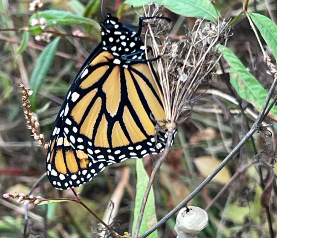 A monarch butterfly appears above a chrysalis with brown and green vegetation in the background