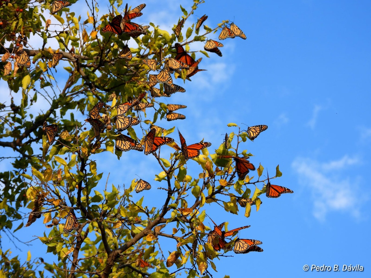 Monarch butterflies in a green tree with a blue sky and white clouds behind. A watermark says Pedro B. Davila