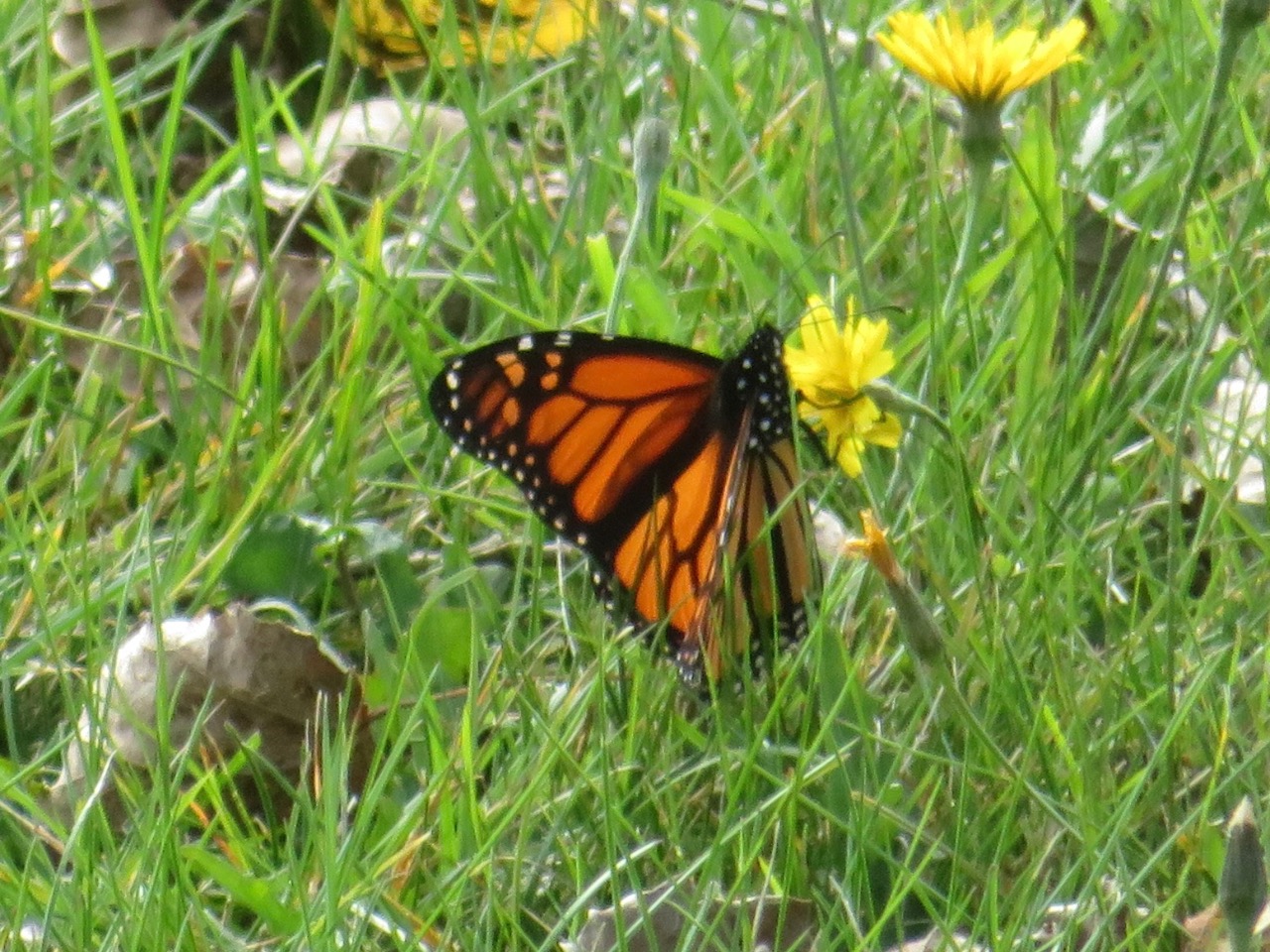 A monarch in green grass on a yellow flower