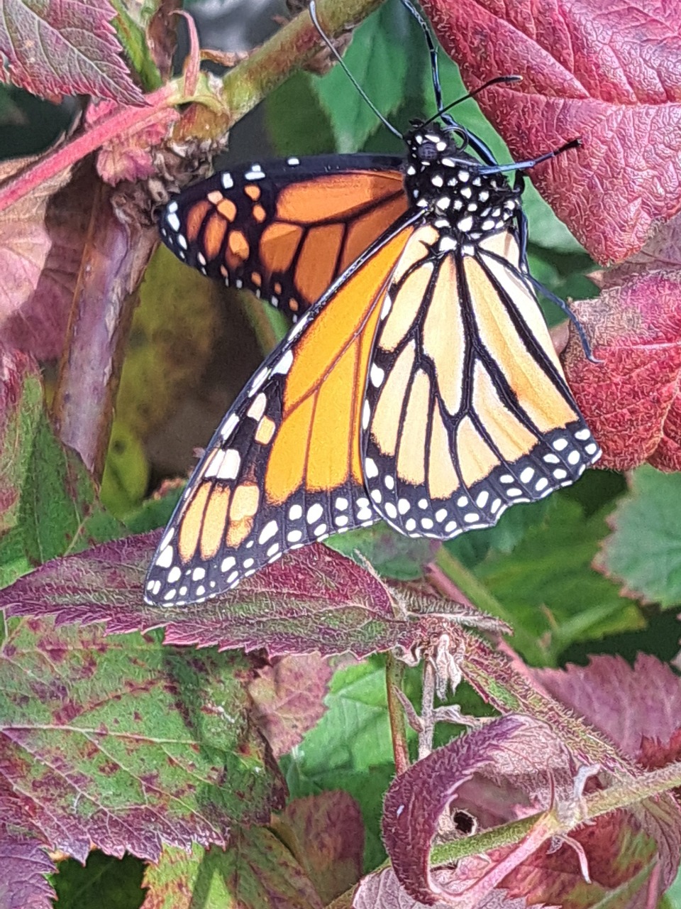 A monarch butterfly on a group of leaves, some red, some partially red and green