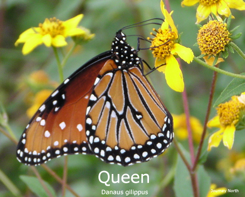 A folded queen butterfly on a yellow flower