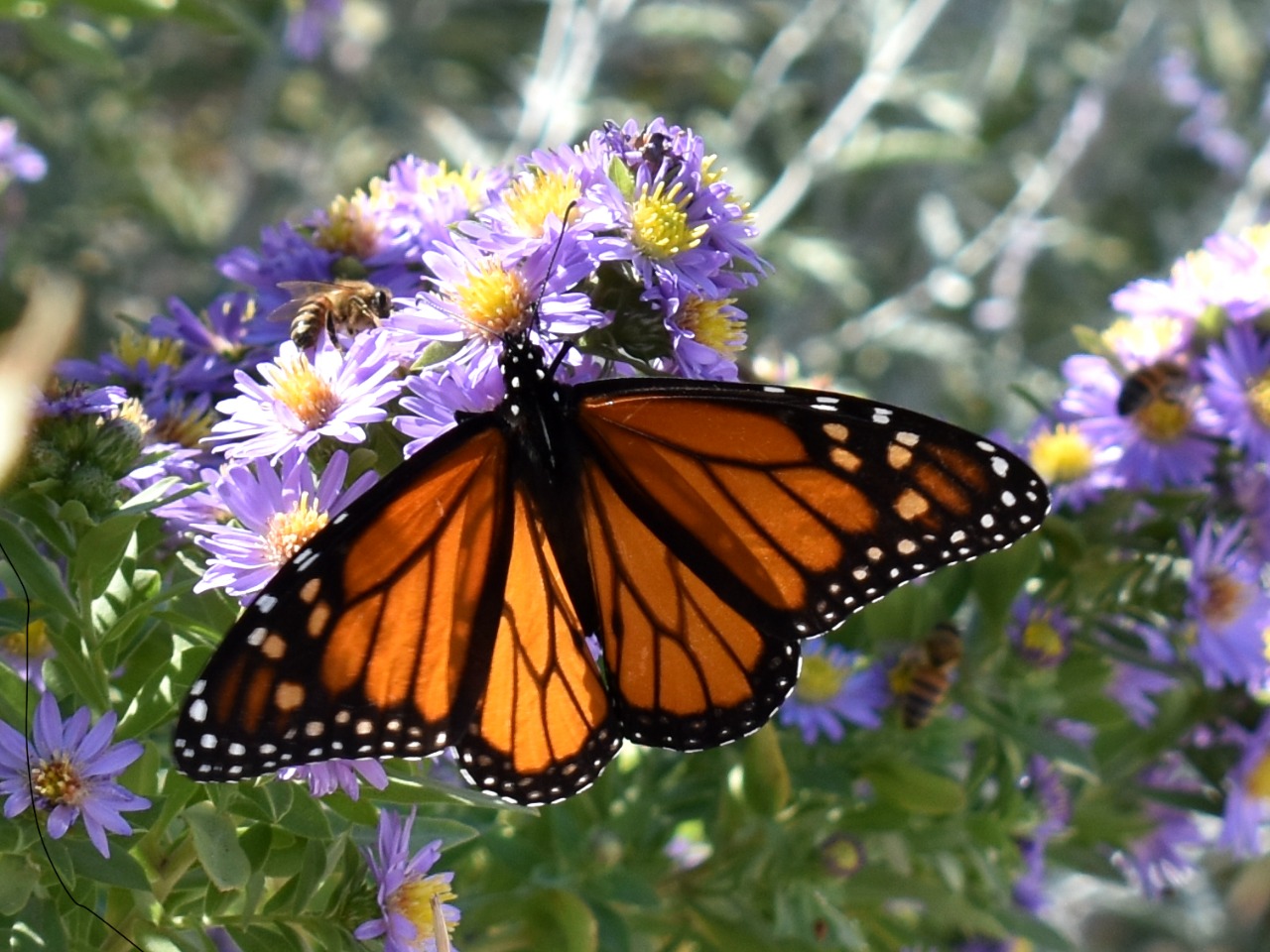 A monarch butterfly on purple aster flowers with bees in the background