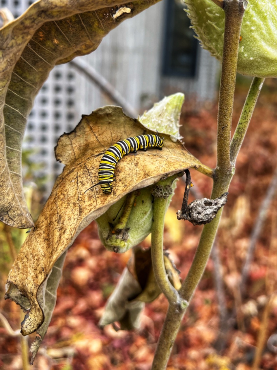 A monarch caterpillar on a brownish green milkweed leaf