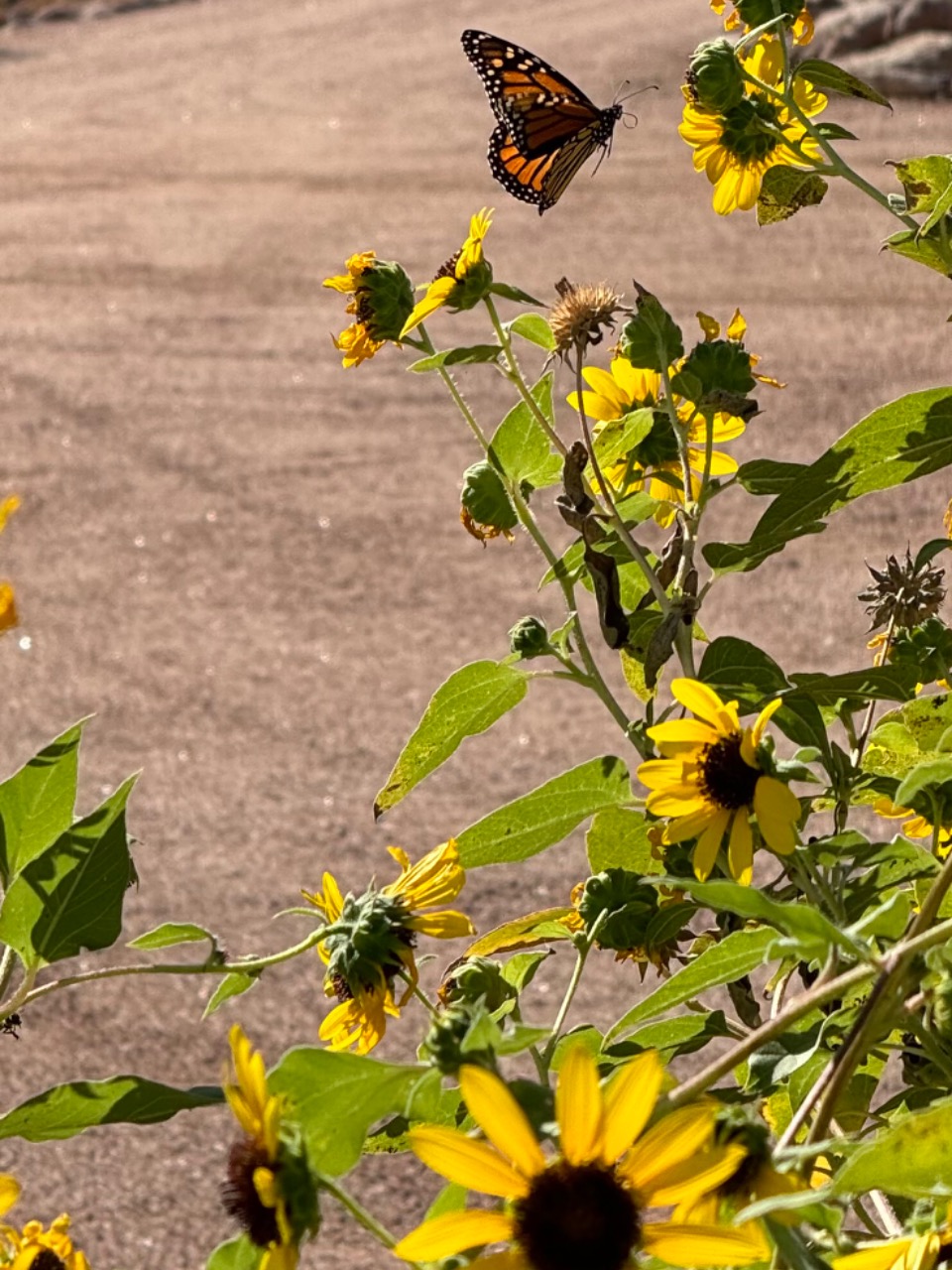 A monarch butterfly at the top of the photo, with pavement in the background and yellow sunflowers in the foreground