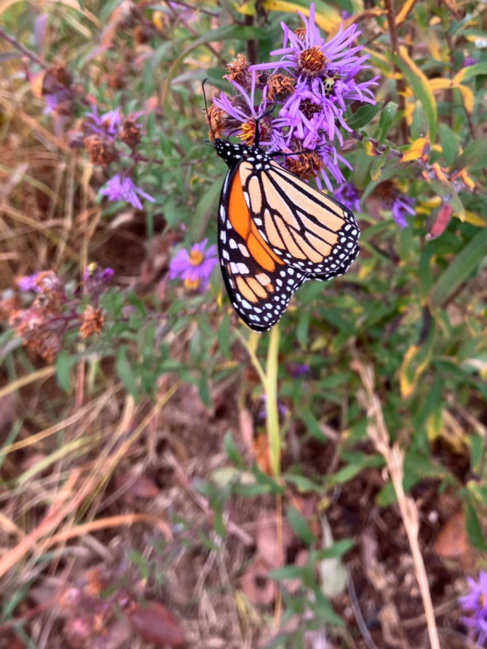 A monarch butterfly clinging to the bottom of a purple flower