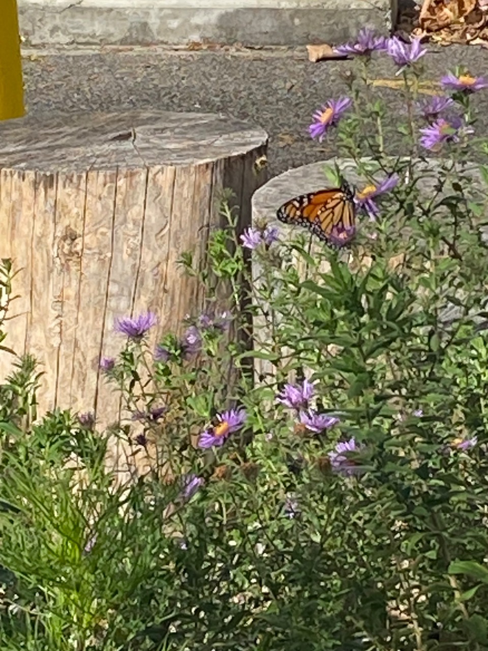 A monarch butterfly on a green and purple plant with two stumps in the background