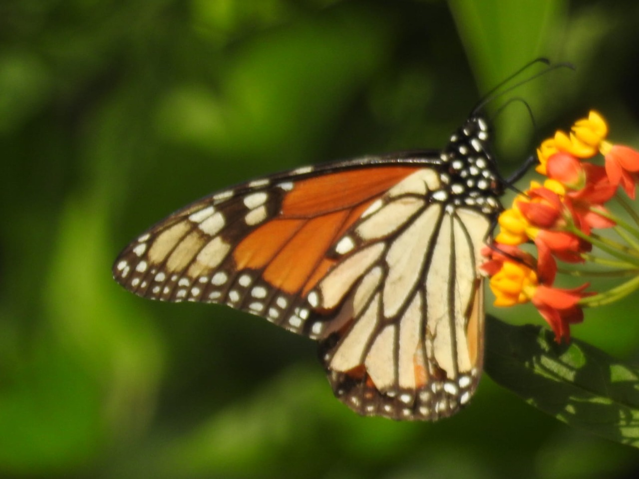 A monarch butterfly on tropical milkweed