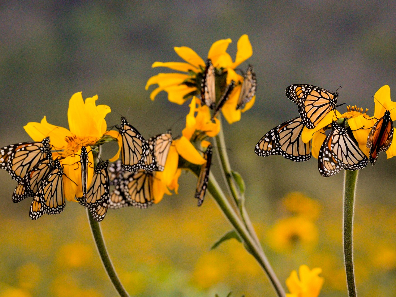 Monarch butterflies on yellow flowers, with faded, colorful yellow flowers in the background