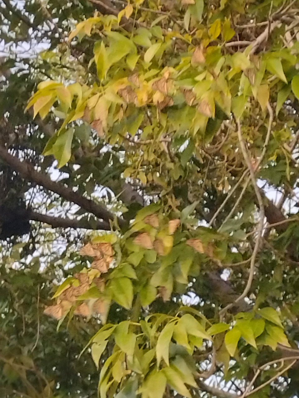 Monarch butterflies in a fall tree roost