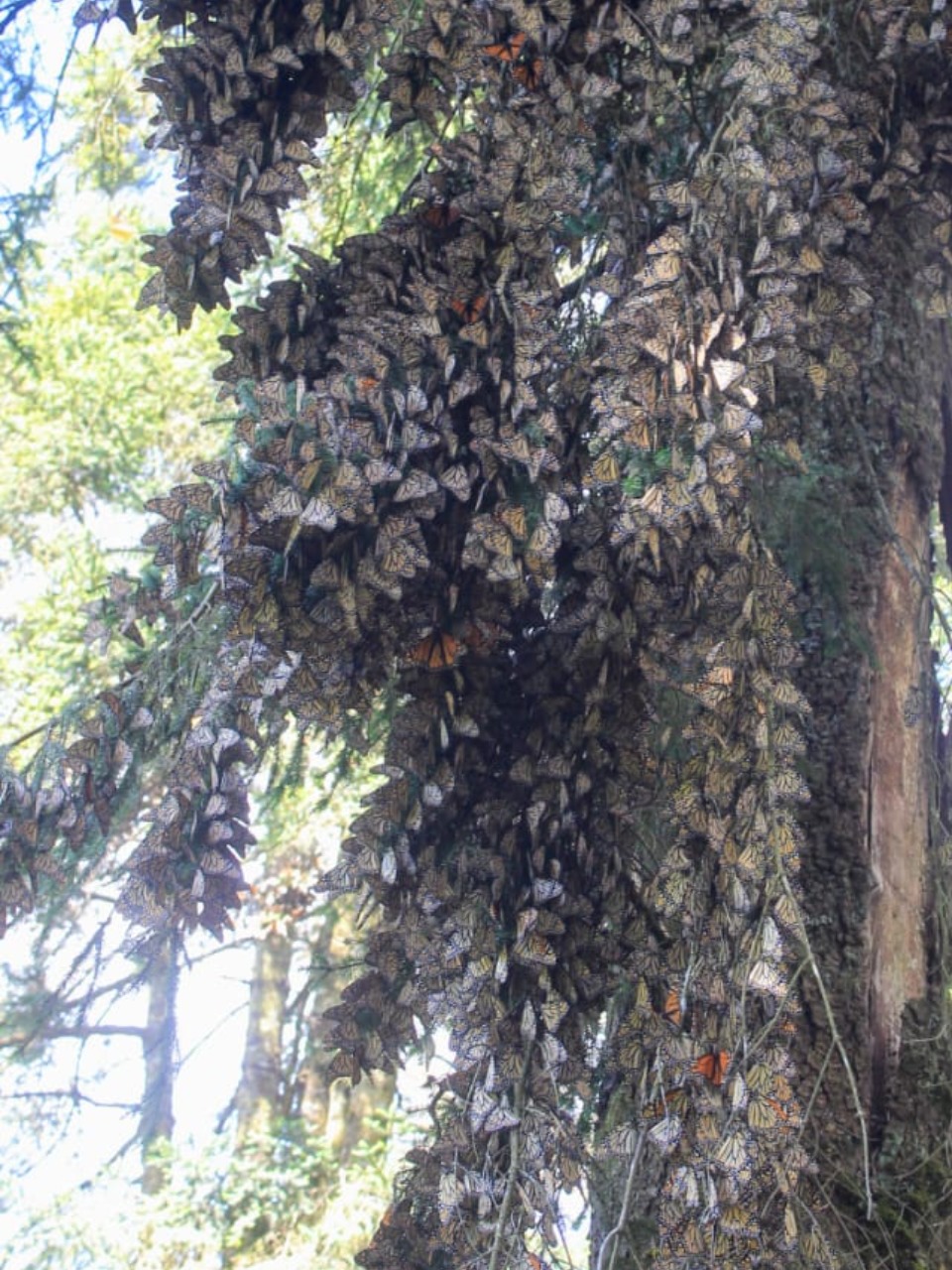 Monarch butterflies clustered in a fir tree