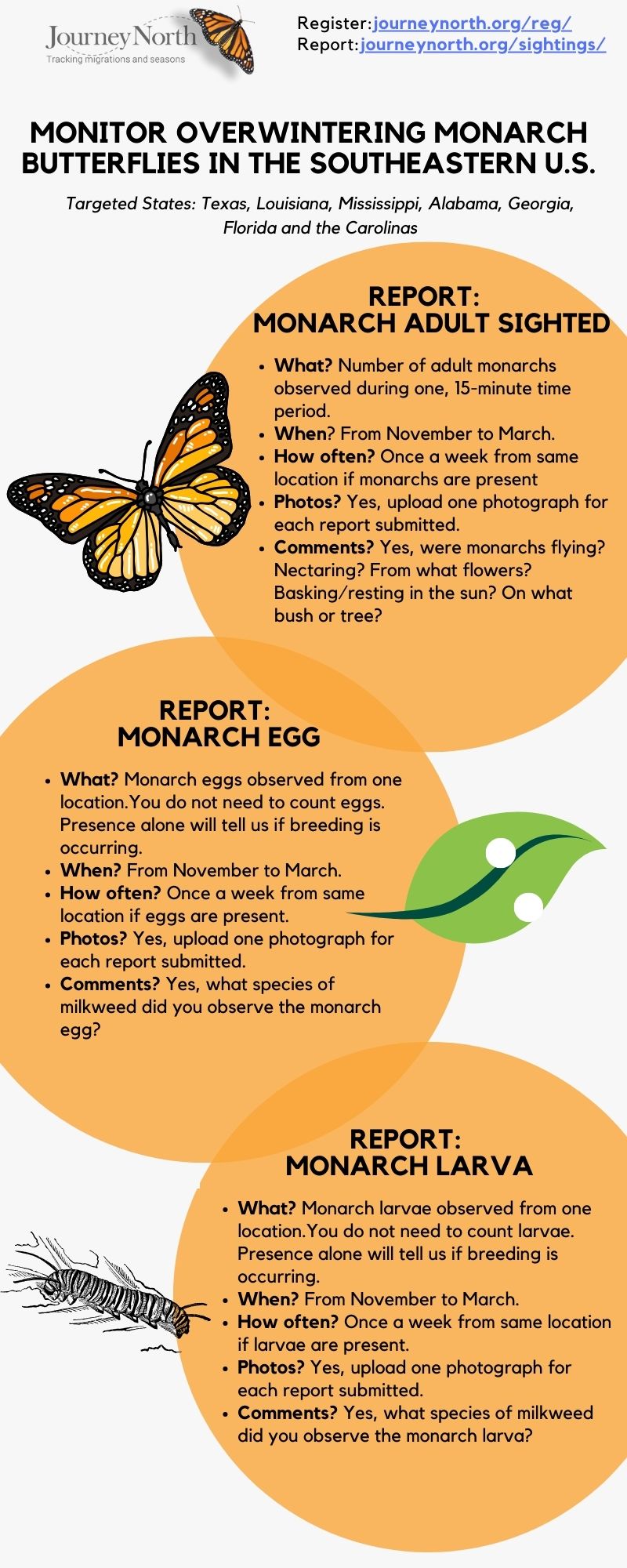 Monitor overwintering monarch butterflies in the southeastern U.S.