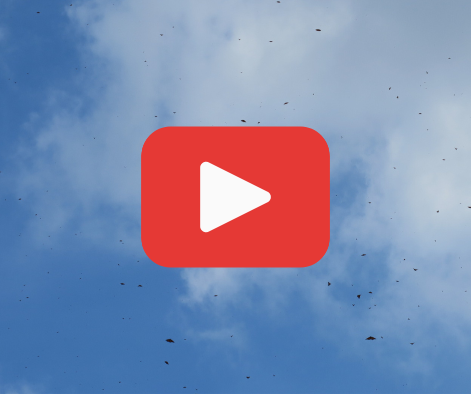 A blue clouded sky with monarch butterflies and a red play button for a YouTube video