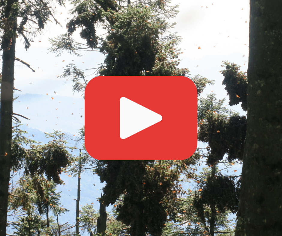 A video with a red play button of monarchs at Sierra Chincua Sanctuary 