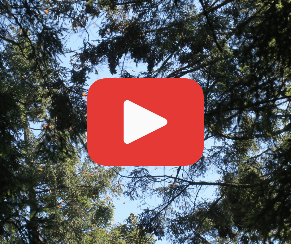 A video with a red play button of monarchs at El Rosario Sanctuary 