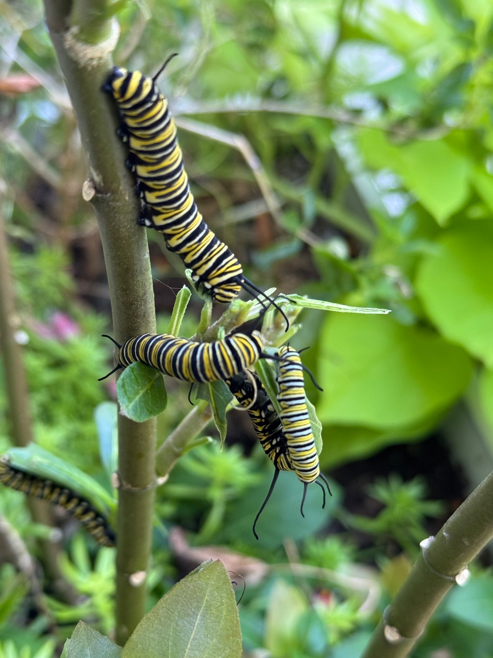 Monarch caterpillars up close, with four pictured up close and one blurred in the background