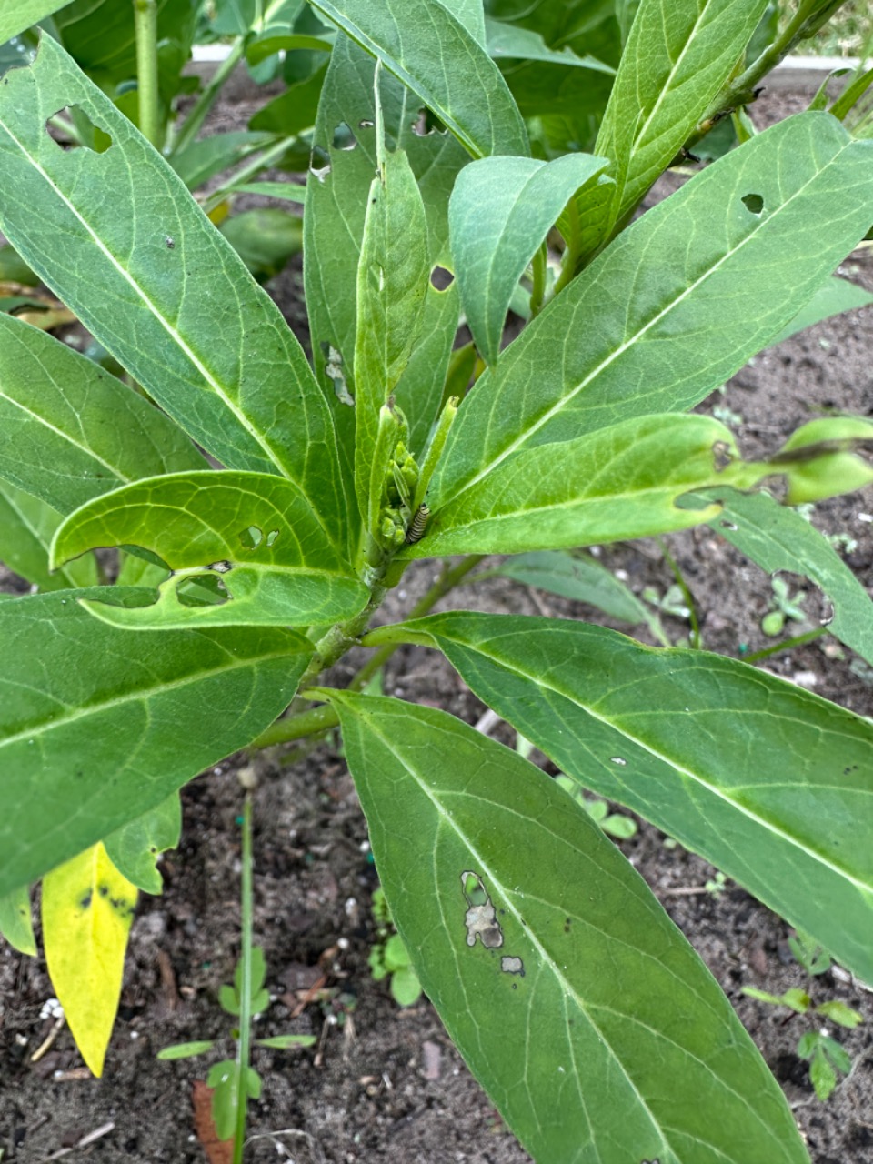 A milkweed plant with lots of holes from monarch