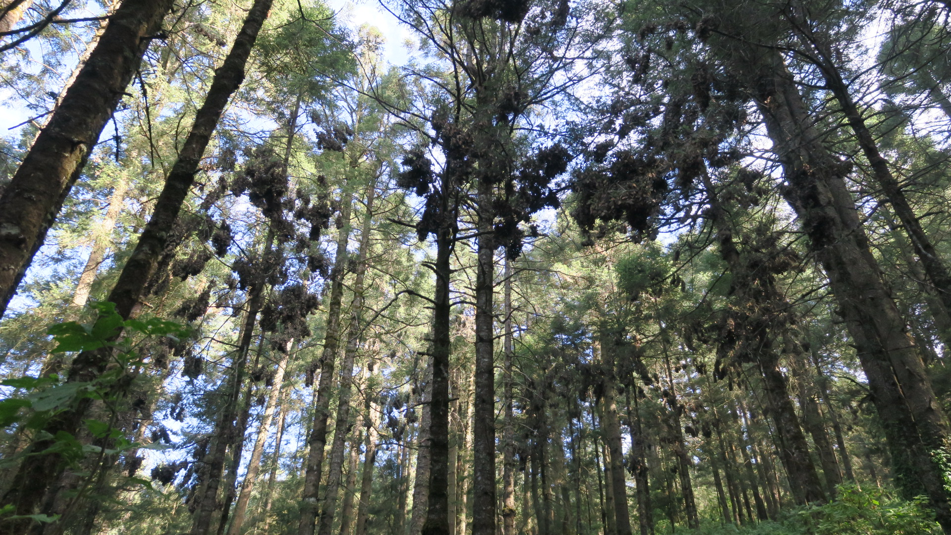 Monarch butterflies high above, clustering in oyamel fir trees