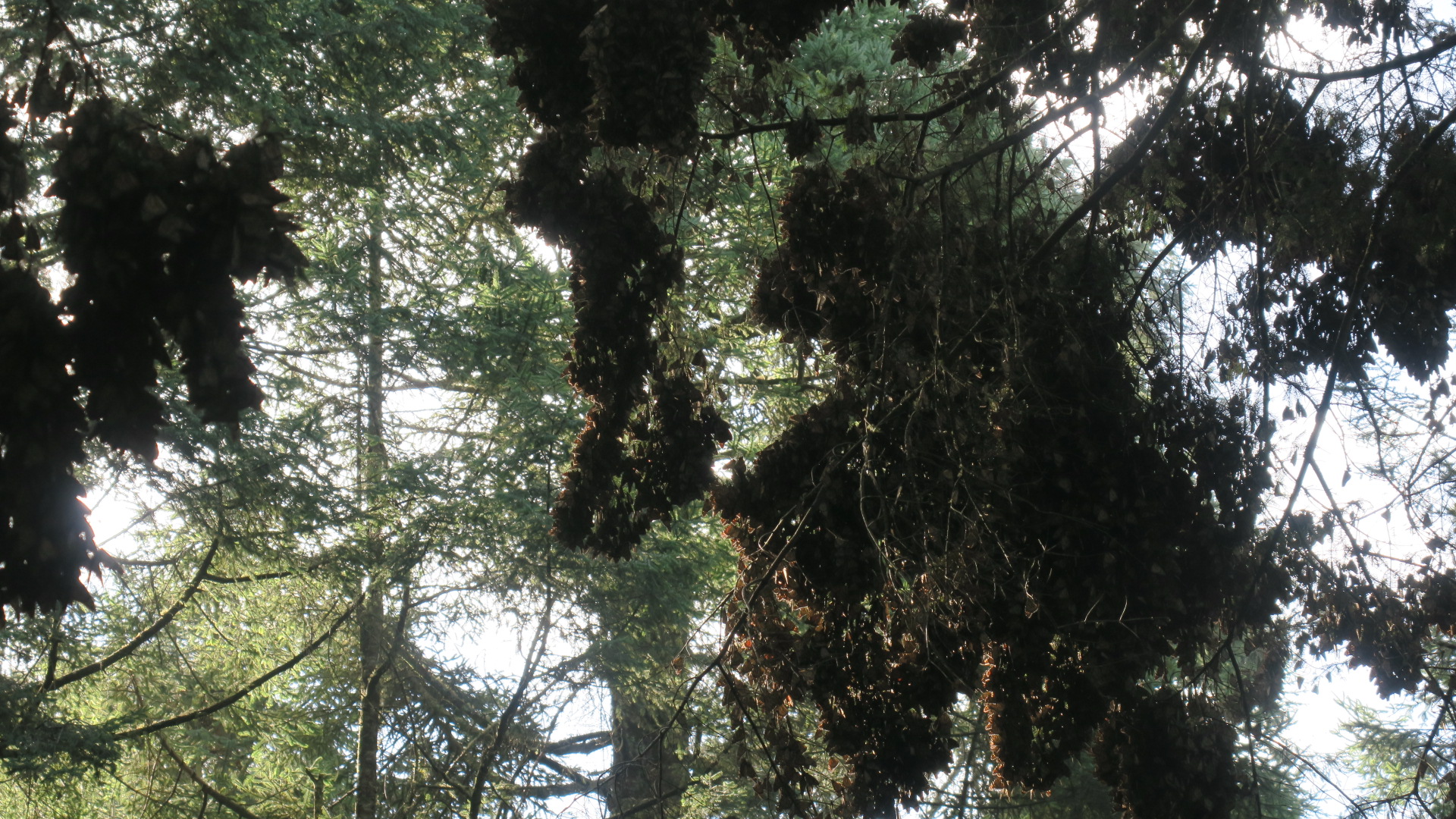 Clusters of monarch butterflies in a fir tree