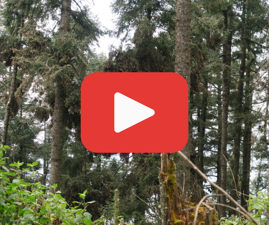 A red play button over a photo of monarch butterflies clustering in fir trees