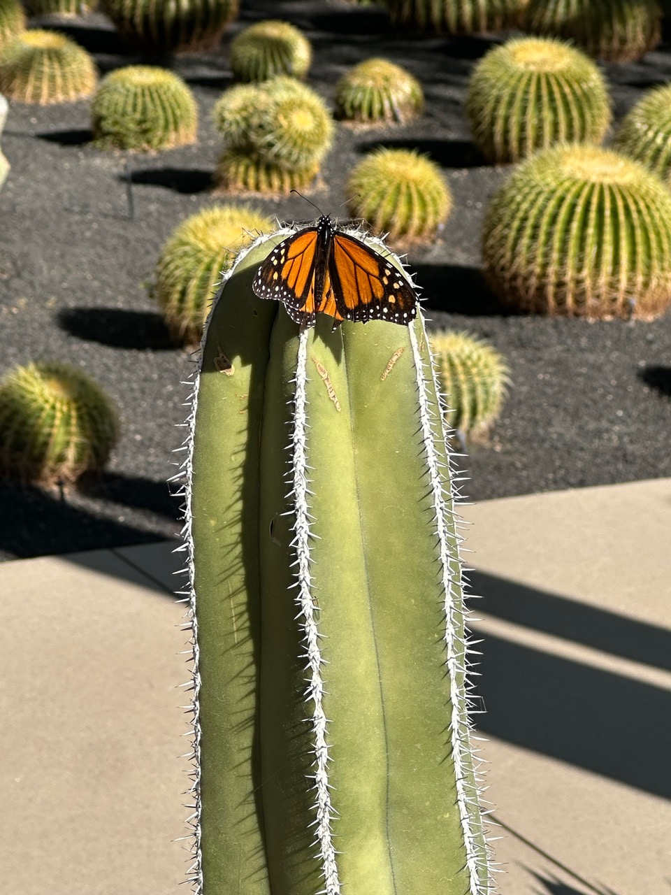 A monarch butterfly on a cactus