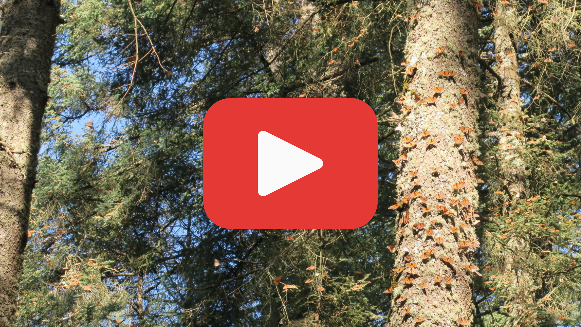 A tree with monarch butterflies on it, with a red play button in front. The video links to a YouTube video of monarch butterflies in El Rosario Sanctuary