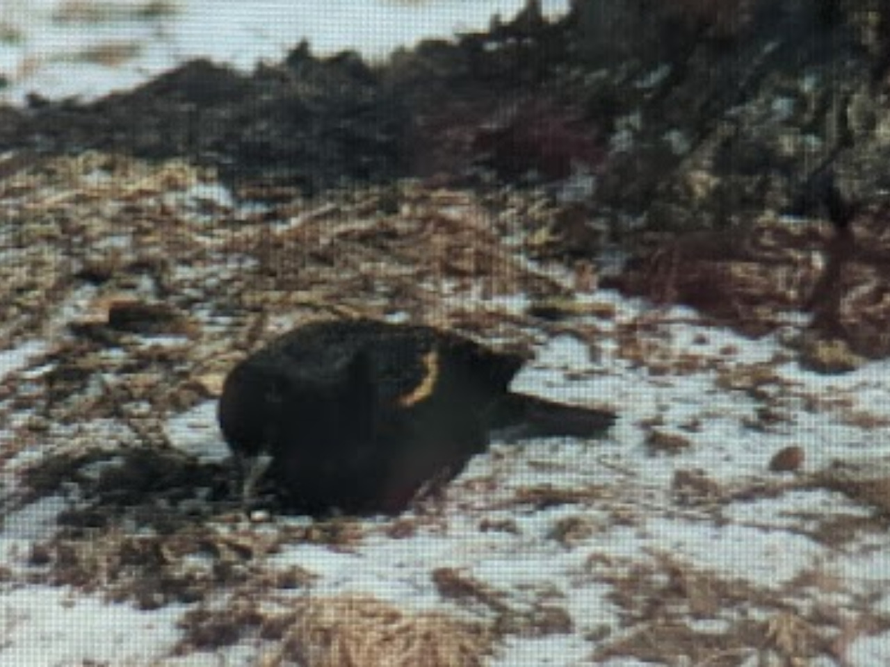 A red-winged blackbird on the ground on top of snow