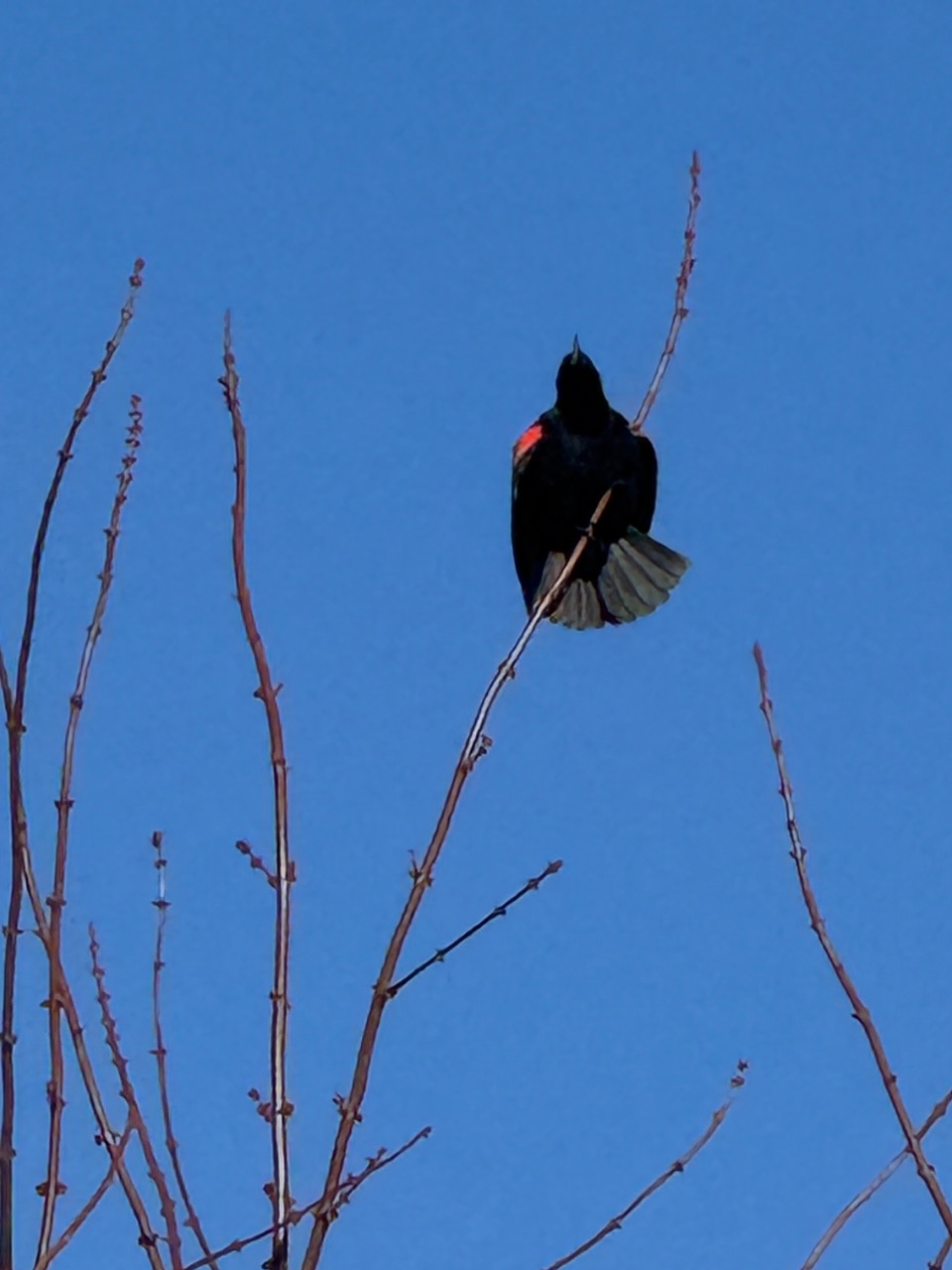 A red-winged blackbird photographed from below in front of a blue sky