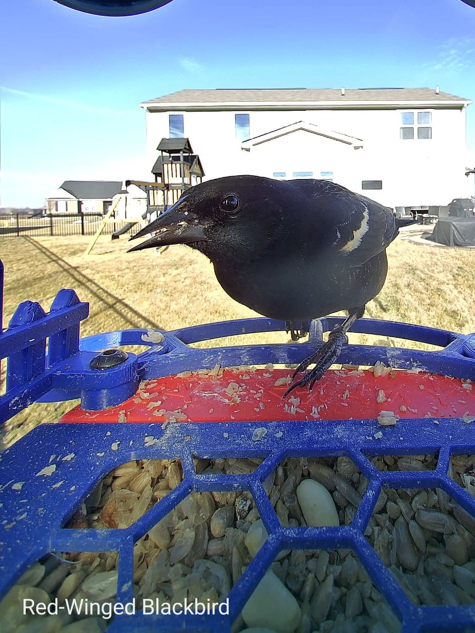 A bird feeder camera photo of a red-winged blackbird in front of a white house