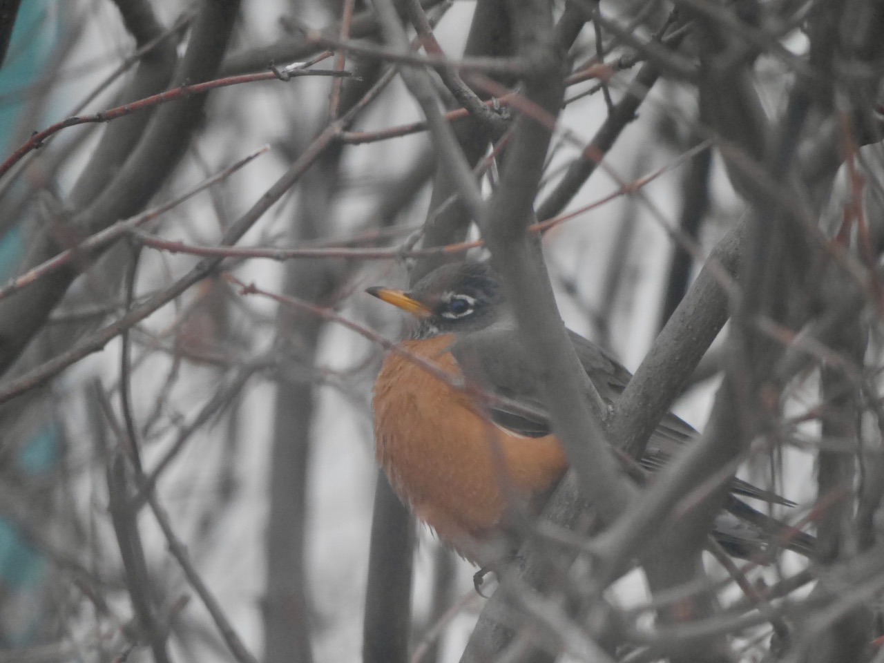 An American Robin photographed through the trees