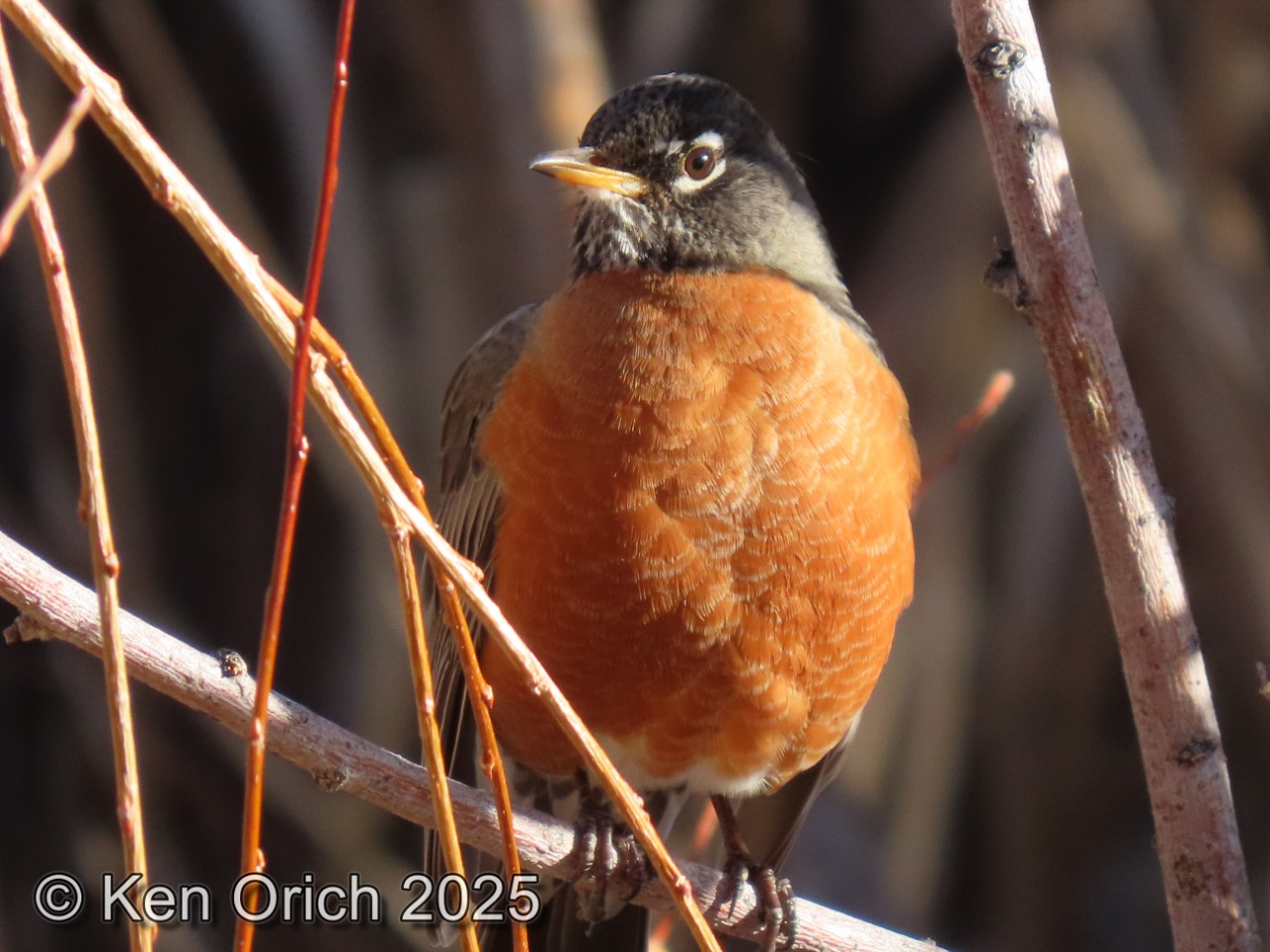 An American Robin close up with a watermark crediting Ken Orich, 2025