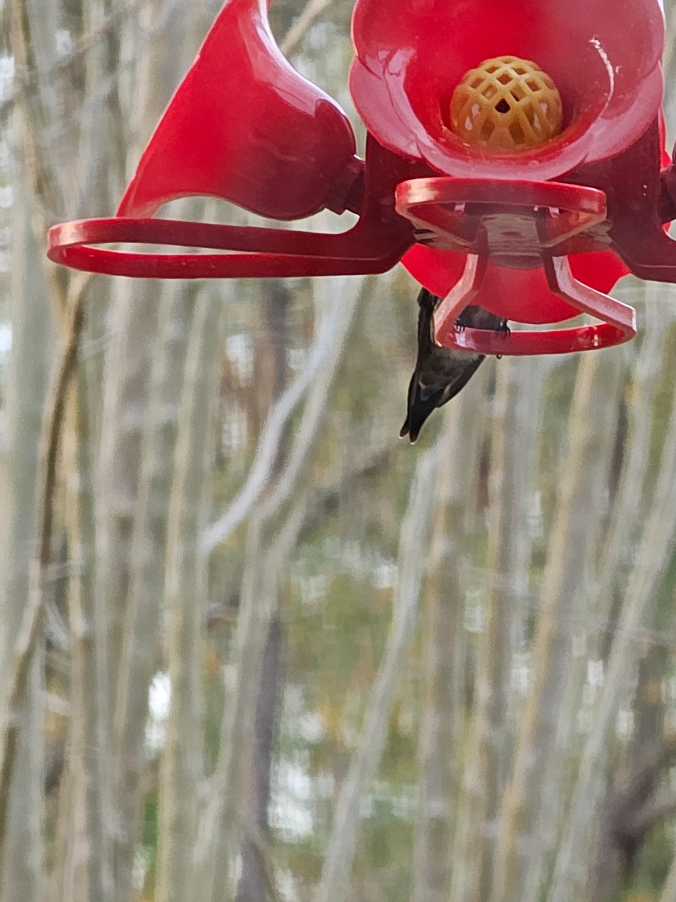 A vertical photo of a hummingbird feeder with a hummingbird's backside sticking out from beneath it