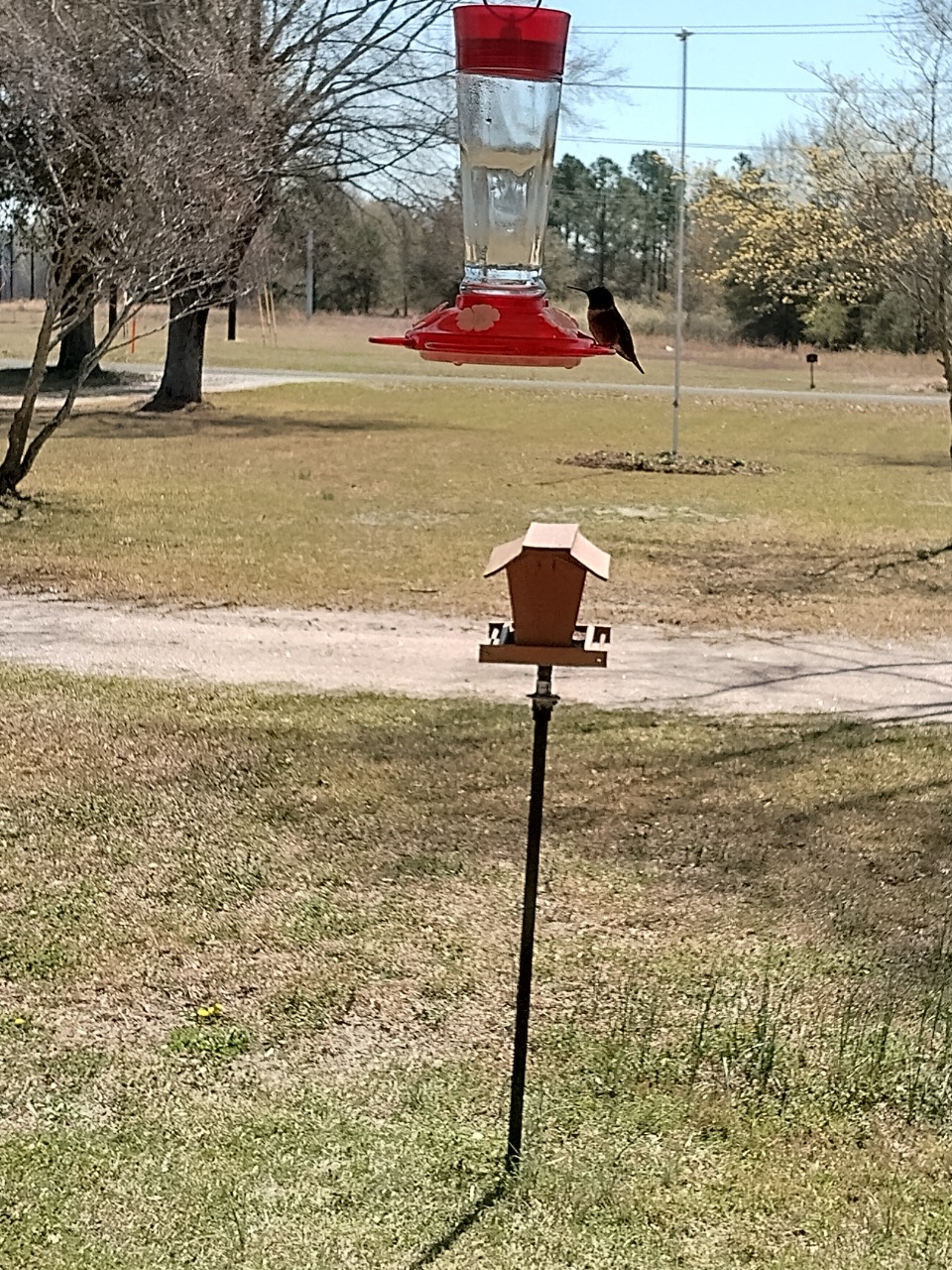 A hummingbird on a red and clear feeder
