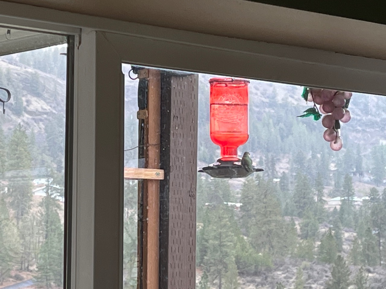 A hummingbird on a red feeder with a hillside covered in conifers in the background