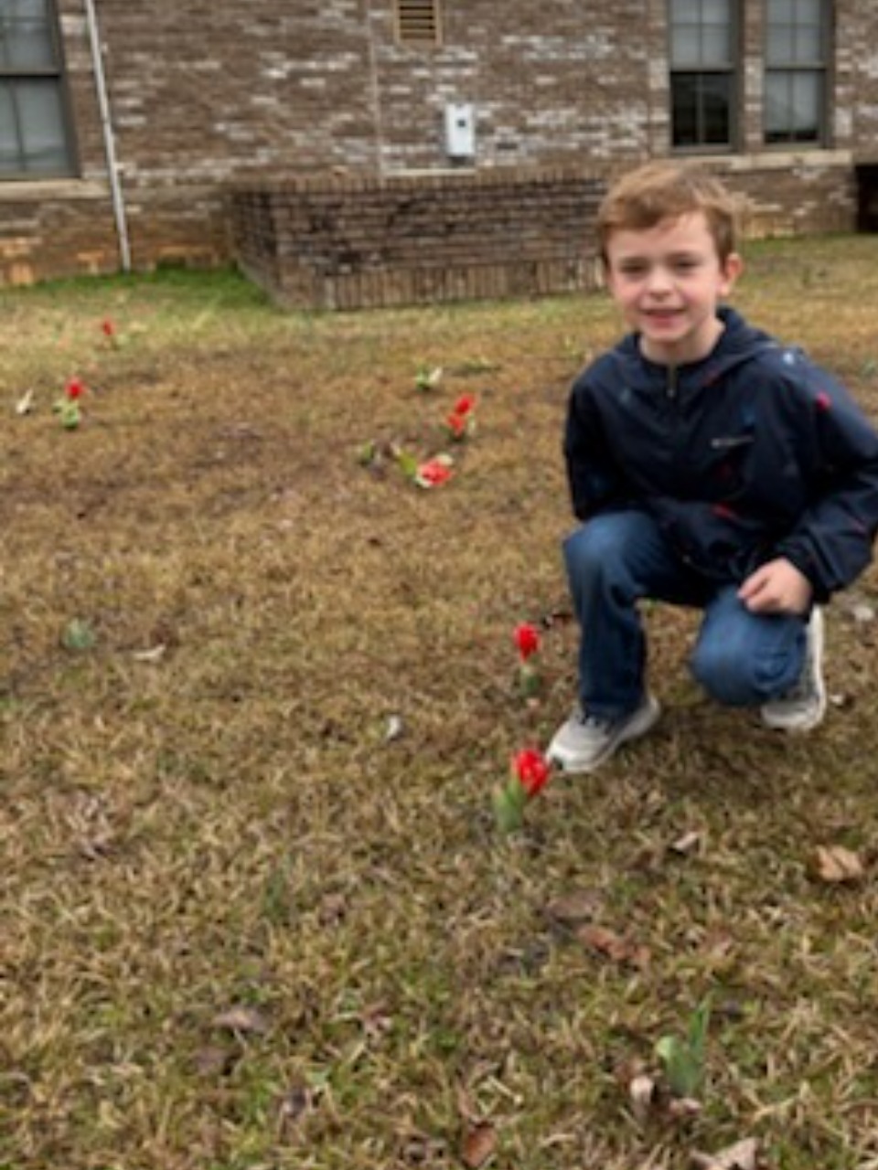 A child kneels next to a blooming tulip