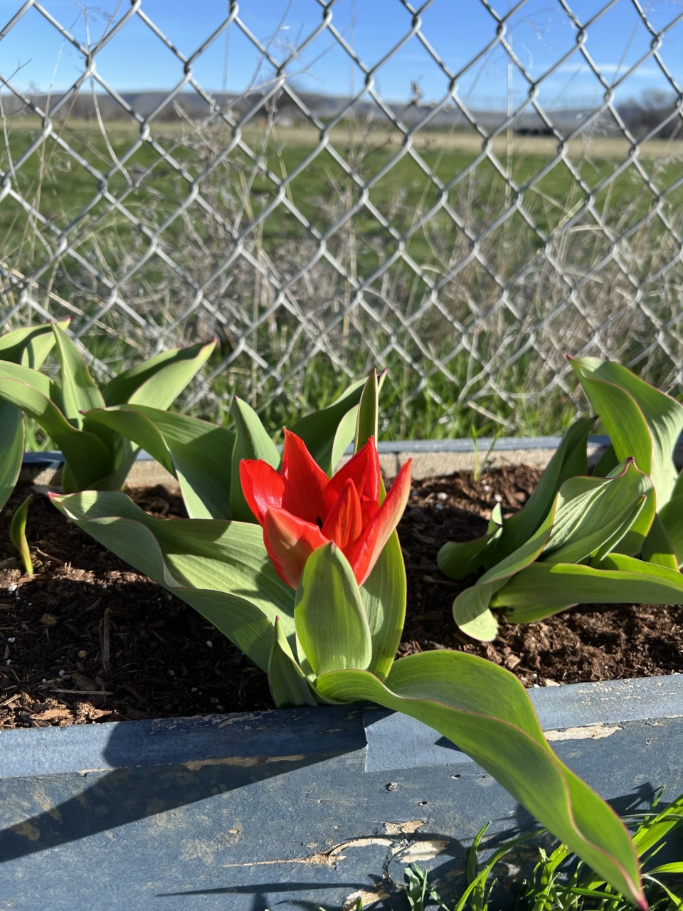 Tulips, with one blooming, in front of a metal fence