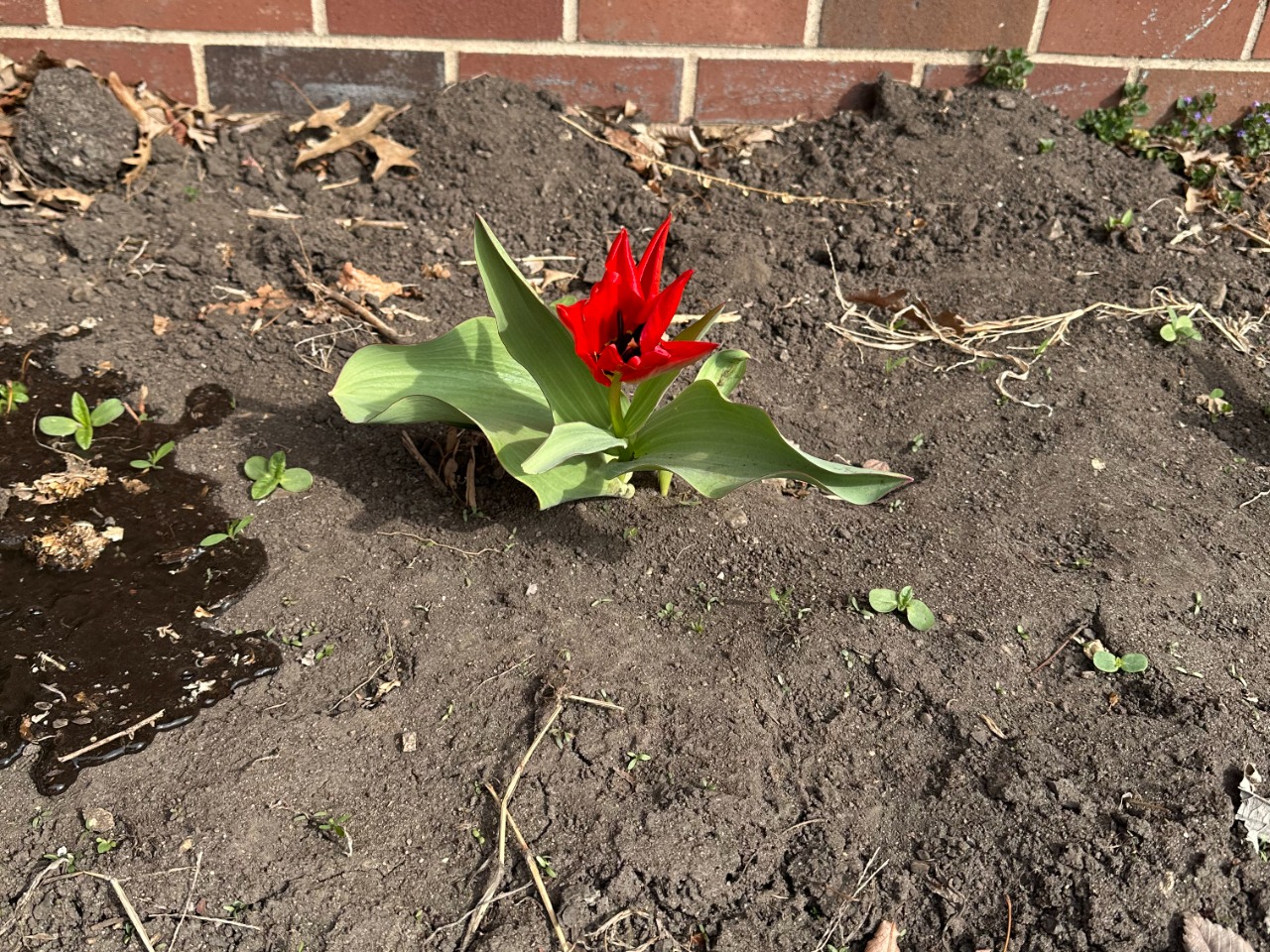 A single red tulip in a patch of dirt
