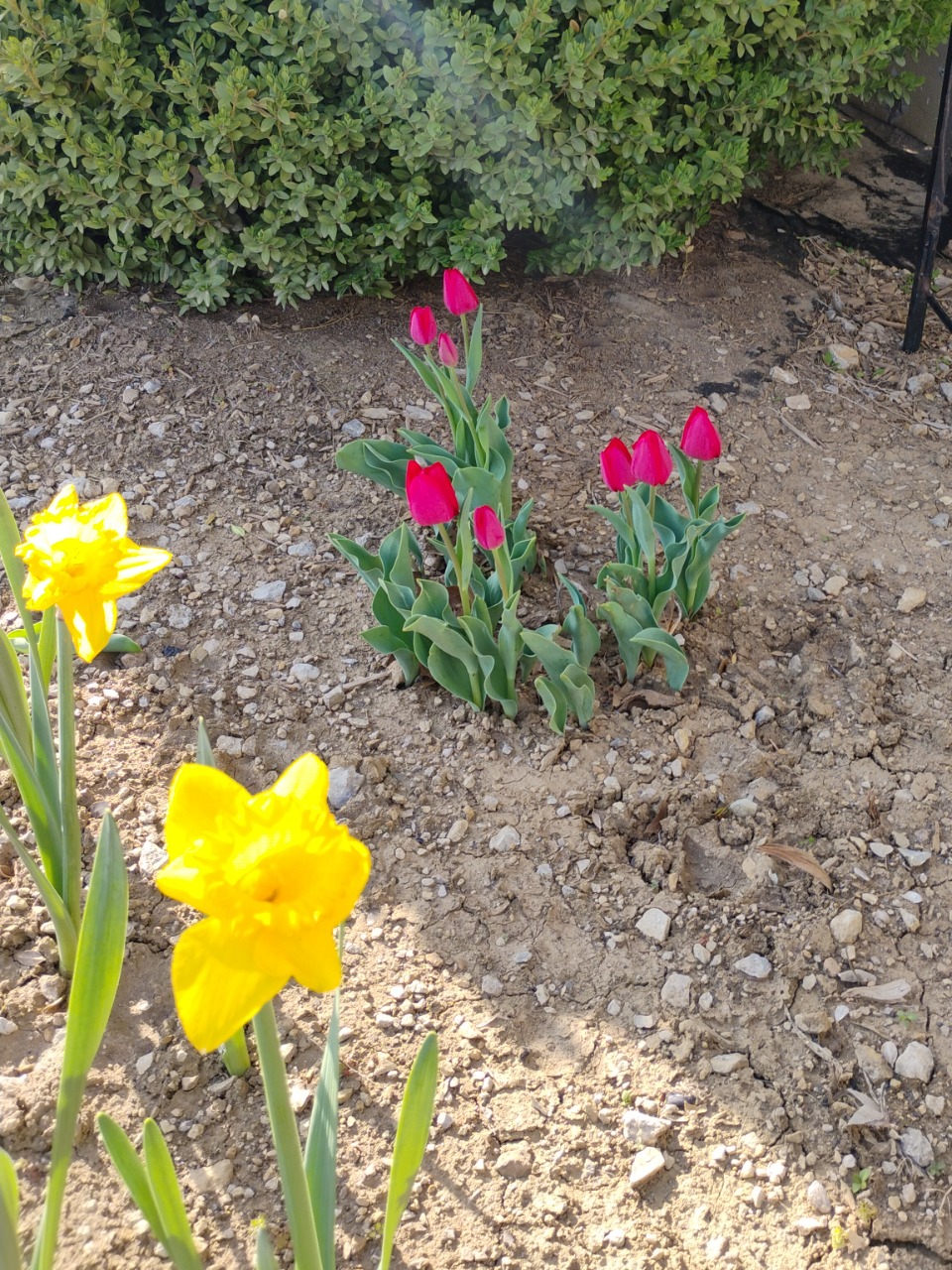 Yellow flowers in front of red tulips