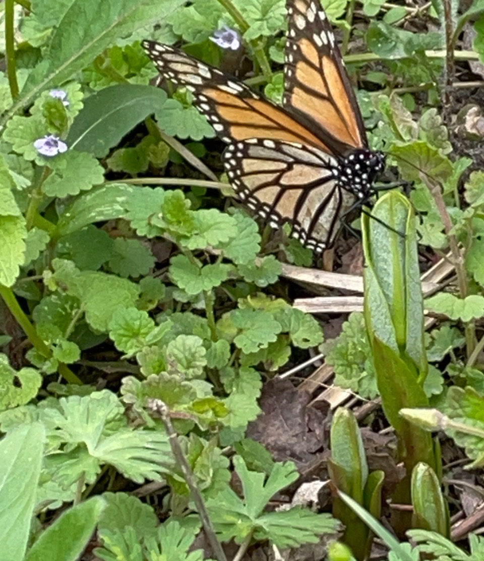 A monarch butterfly on a short milkweed stem with clover behind