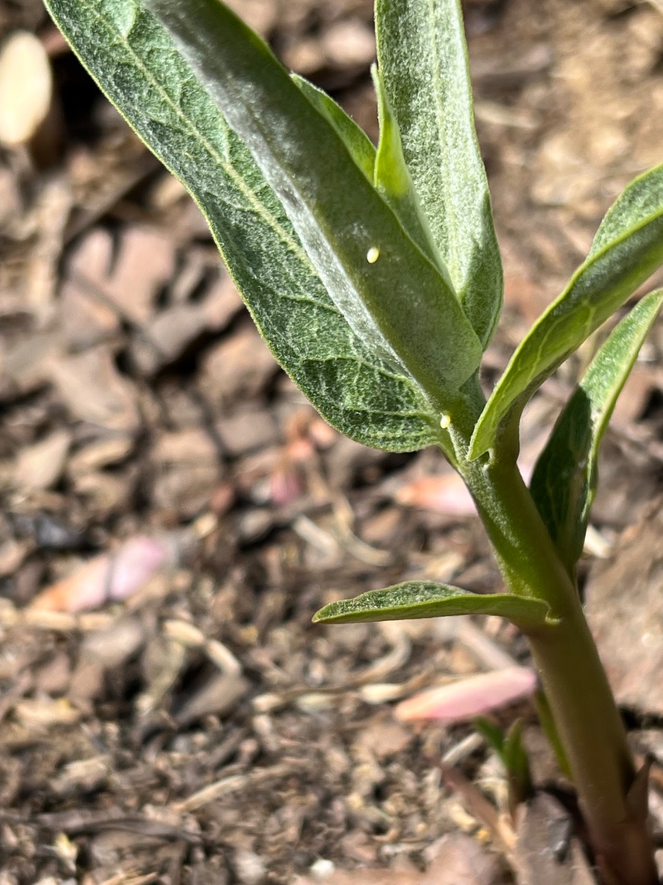 Eggs on a short milkweed plant, photographed from above