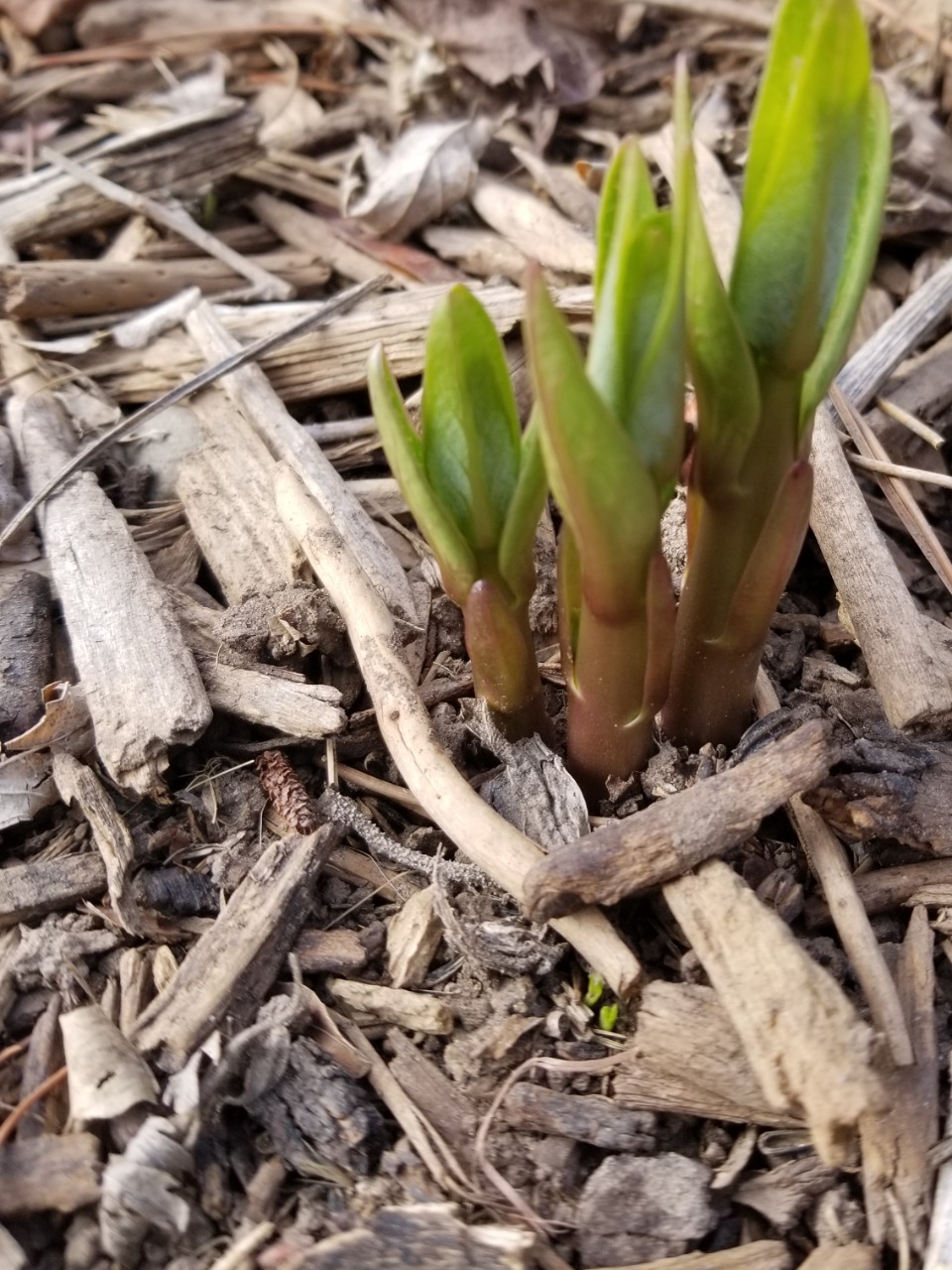 Milkweed sprouting from the ground