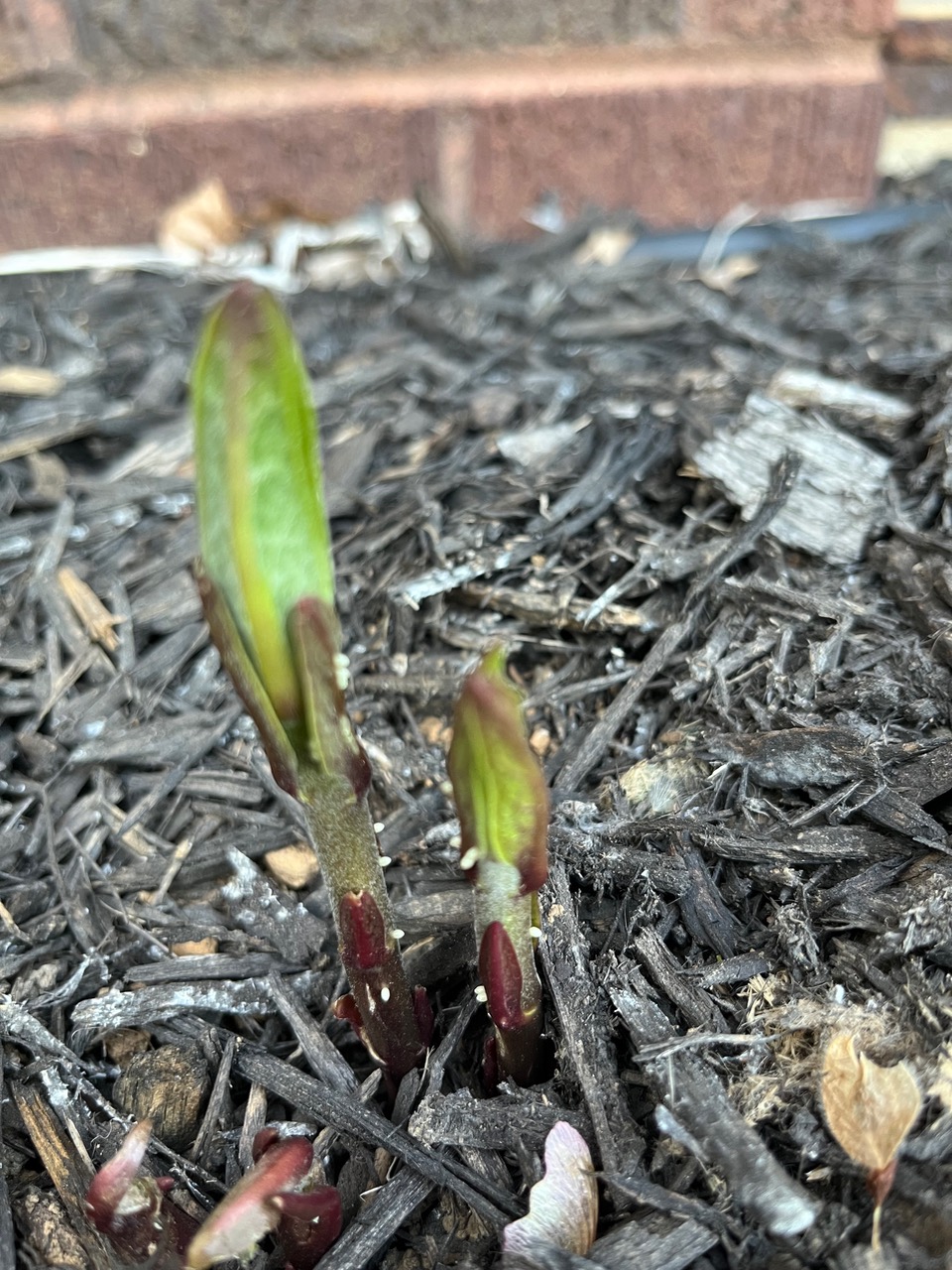 Milkweed poking through the ground