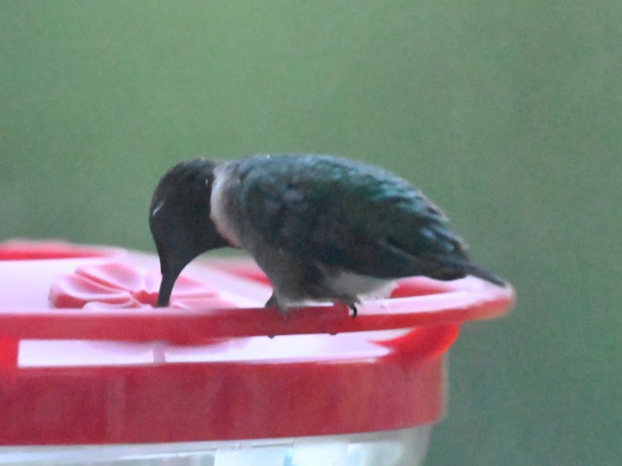A hummingbird seen from behind at a red feeder
